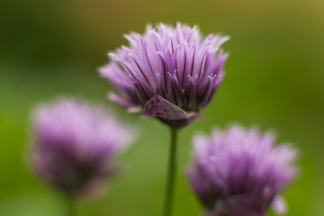 Chives