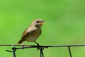 House wren sitting on a wire fence singing.