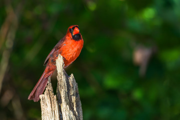 Male Northern Cardinal