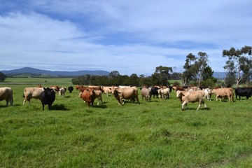 Obraz premium A group of cows in a farm in Australia