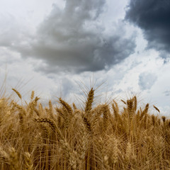 Summer wheat field and Storm clouds. © allexxandarx