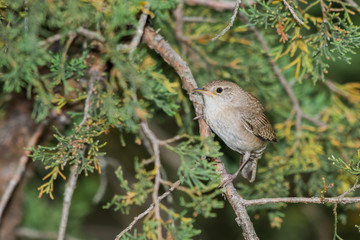 House wren (Troglodytes aedon) on cedar branches.