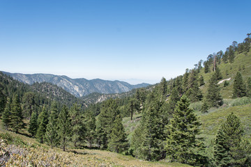 Mountains, Pine Forest, and Blue Sky in Southern California on Mt. San Gorgonio