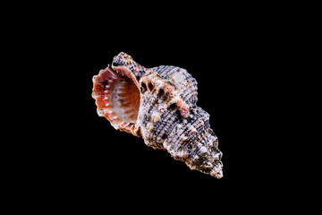 Sea shell on a black background