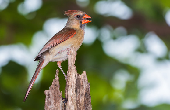 Female Northern Cardinal Eating A Sunflower Seed