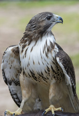 red tail hawk