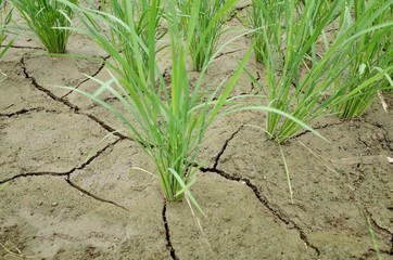 ７月初めの田んぼ
