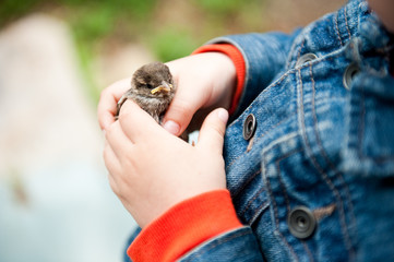 The child holds the bird Sparrow.