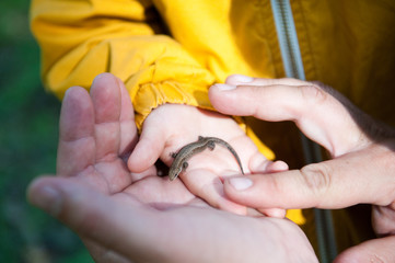 Father and son found a lizard.