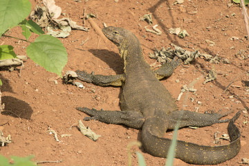 water monitor which lies on the shore of Lake Victoria on a sandy beach