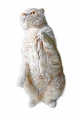 Funny Scottish Fold cat