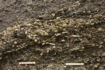 縄文時代の貝塚