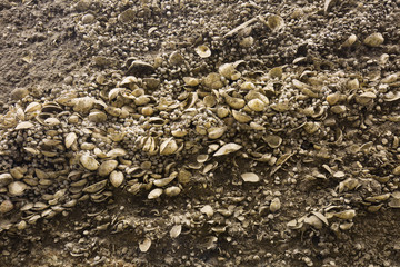 縄文時代の貝塚