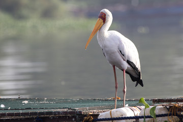 yellow-billed stork that stands on pantones for fish breeding on Lake Victoria
