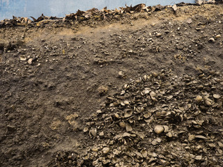 縄文時代の貝塚