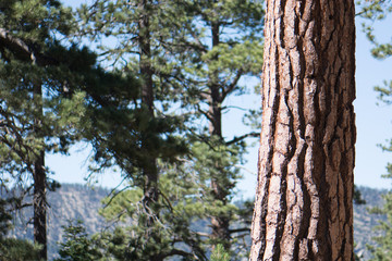 Pine Trees and Trunk on a Mountain