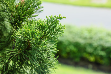Pine leaves in garden nature outdoor