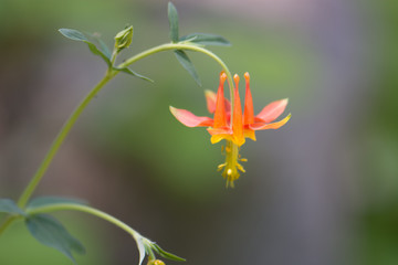 Western Columbine (Aquilegia formosa) Closeup Macro