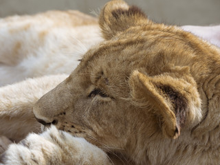 Relaxed Lion Cub