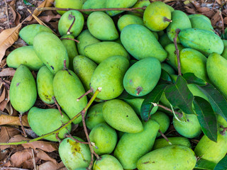 Unripe mango in organic farm
