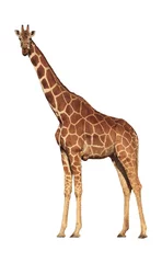 Crédence de cuisine en verre imprimé Girafe Giraffe isolated on white background