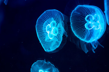 Obraz premium Moon jelly fish in aquarium