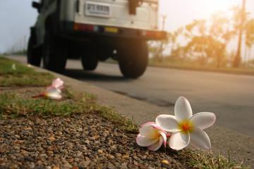 White and pink Frungipani flowers falling on the side road with biurred off-road car and sunset light, beautiful Pagoda flowers (Plumeria acumonata) put on footpath