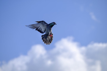 Dove flying in the blue sky and look like a bird dance on the clouds.