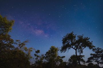 Obraz na płótnie Canvas Dark blue sky with many stars over the pine trees in the forest.