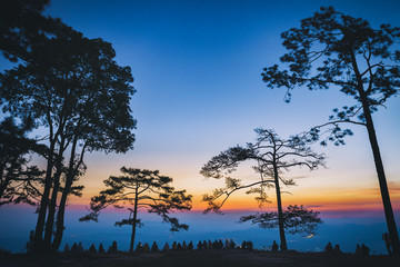 Silhouette people and pine trees with sunrise scene in Phu Kradueng National Park, Thailand.