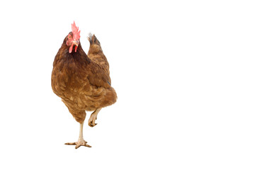 brown hen isolated on white, copy space
