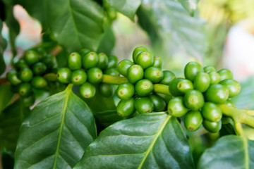 green Arabica beans from  Thailand