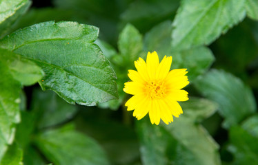 Green Golden Shrub Daisy flowers