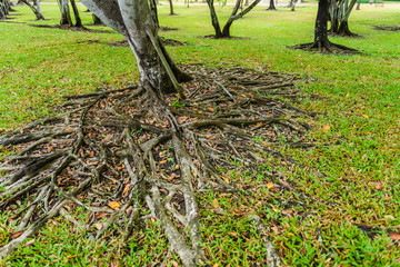 The roots of the banyan tree