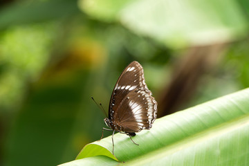 Fototapeta na wymiar Butterfly - Insect,