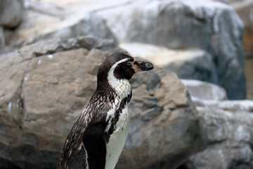 岩を背に立つフンボルトペンギン