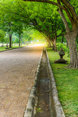 pathway alone the large tree in the urban park