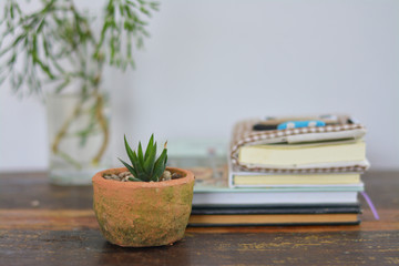 Little clay pot of aloevera.