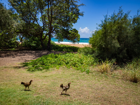 Chickens at Kealia Beach, Kapaa, Kauai, Hawaii, USA