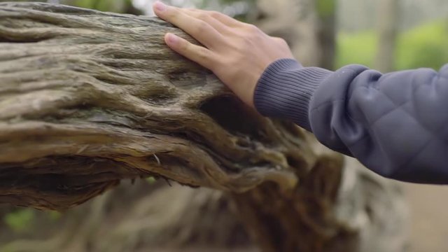 Man's Hand Grazes The Length Of A Tree As He Explores A Forest (Slow Motion)