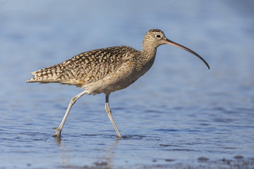 Long-billed Curlew foraging in a river estuary - Monterey Peninsula, California