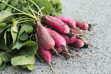 bunch of freshly picked radishes on gray background