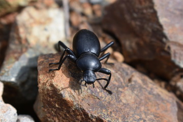 Stink bug Pinacate Beetle in San Diego