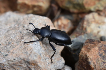 Stink bug Pinacate Beetle in San Diego