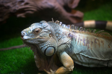 Green Iguana