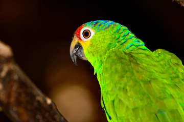 Red-lored amazon or red-lored parrot (Amazona autumnalis)