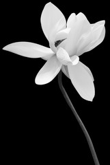 Panele Szklane Podświetlane  kwiat lotosu w czarno-białym, czarnym tle