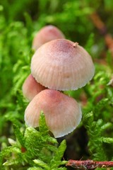  group of light beige mushrooms in a moss .  Mushroom season. Hypholoma fasciculare