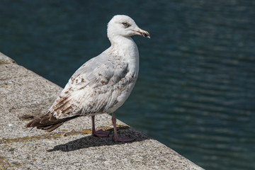 mouette à Belle-Ile - France