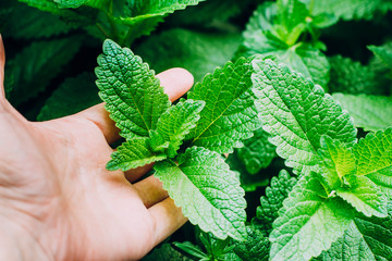 Green Mint Plant Grow Background In Hand. Hiolding Holds a Mint Leaf © Anikonaann